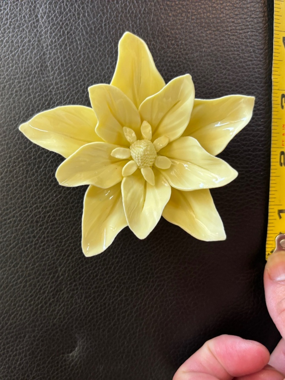 Alycaso Yellow flower